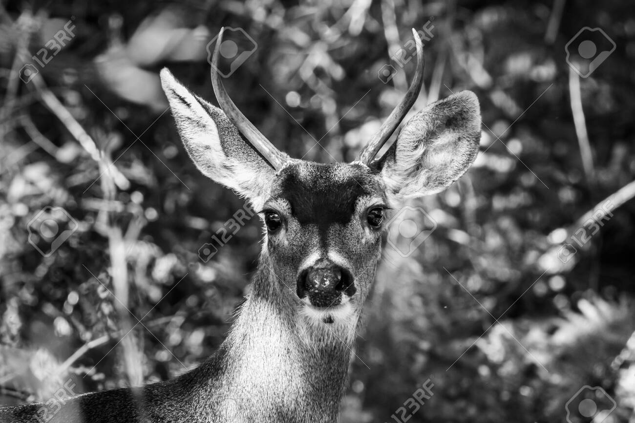 Linda Corça De Cervo De Cauda Branca No Retrato Animal Da Floresta Imagem e  Fotografia Gratuitas 211219795.