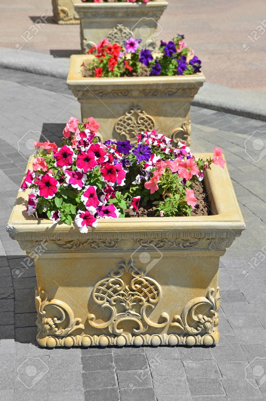 多く明るいペチュニアの花が美しい花壇 の写真素材 画像素材 Image