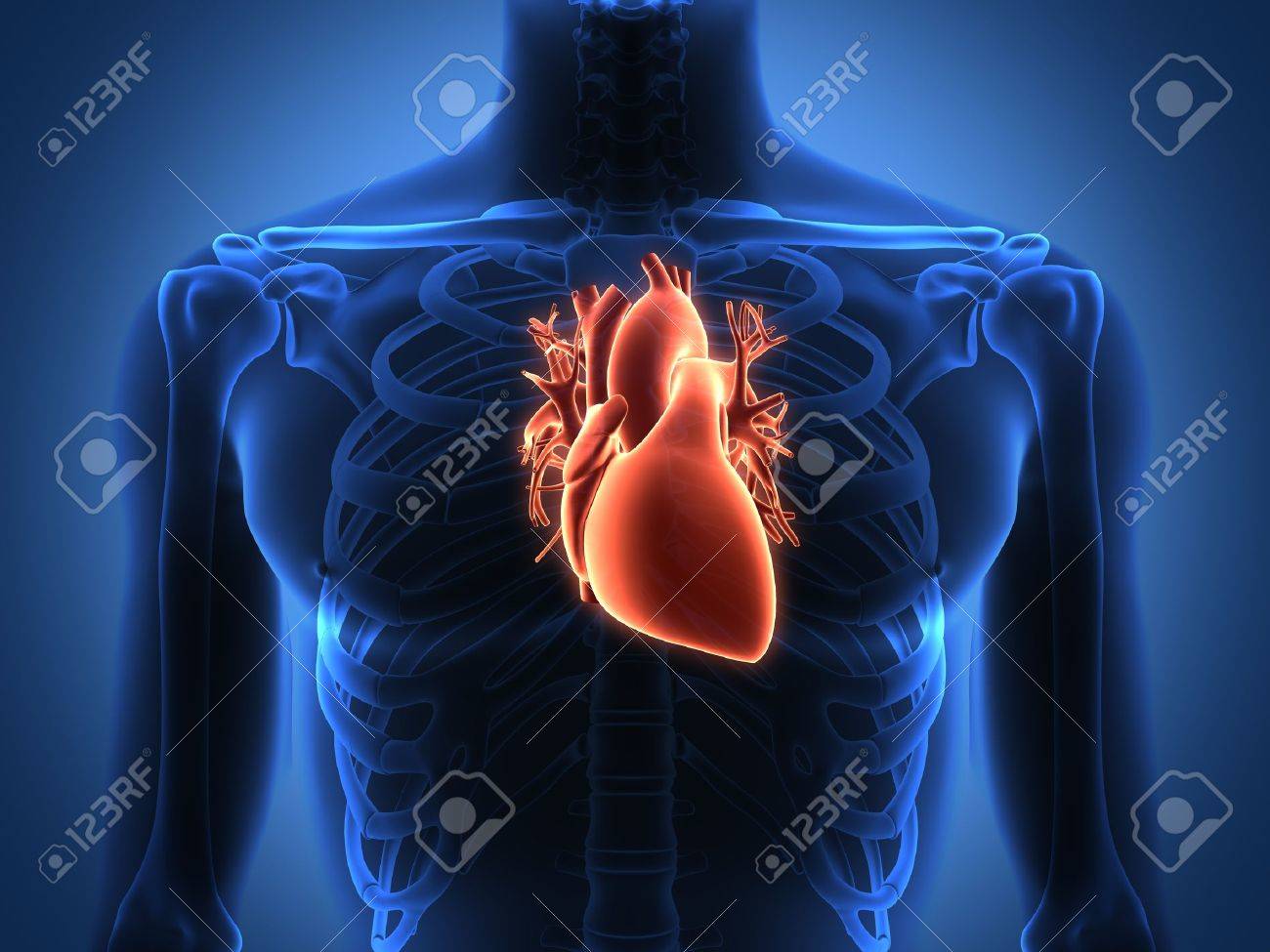 Menschliches Herz Anatomie Von Einem Gesunden Korper Lizenzfreie Fotos Bilder Und Stock Fotografie Image 18481281