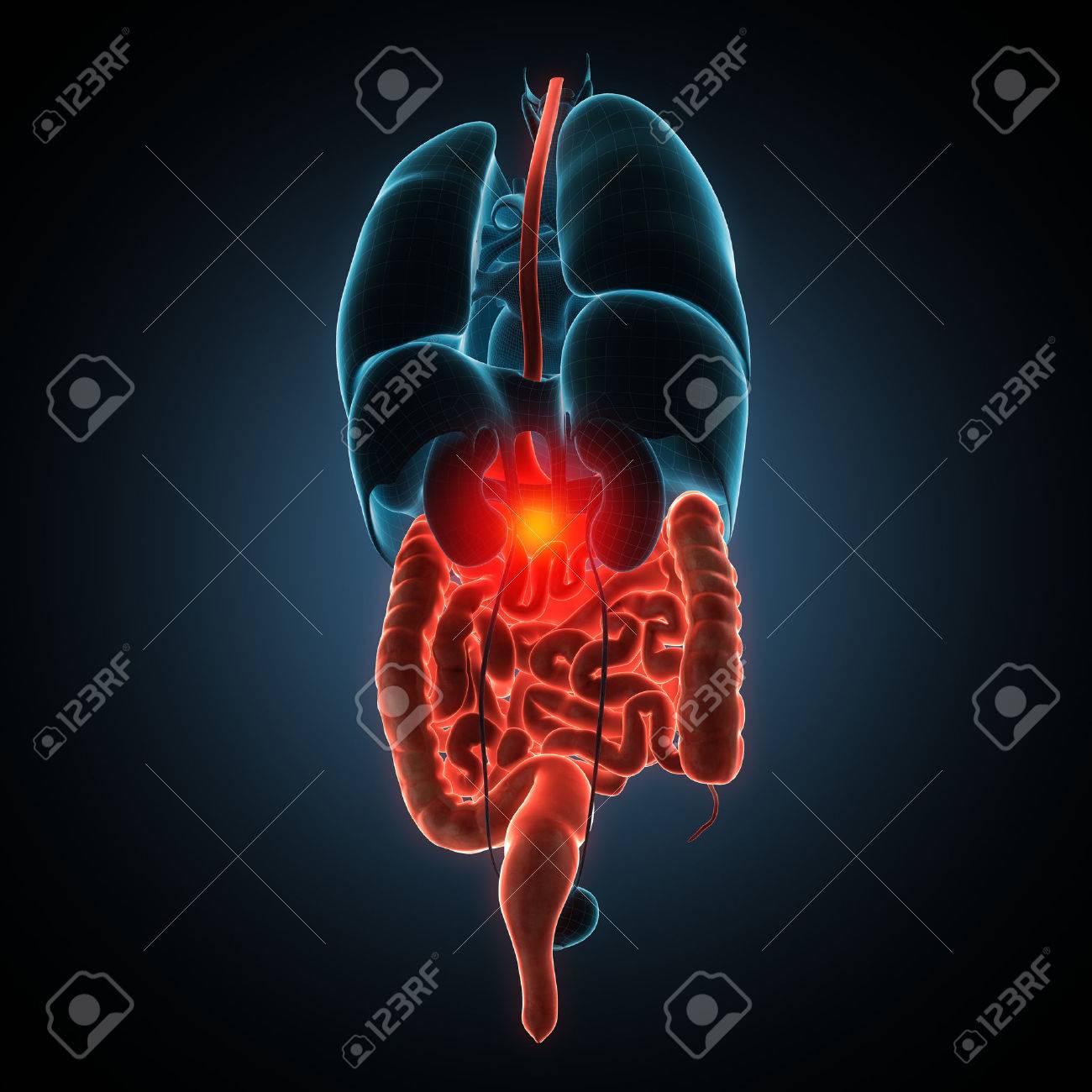 Anatomically right model of human internal organs - 50242335 Anatomically right model of human internal organs - 50242335