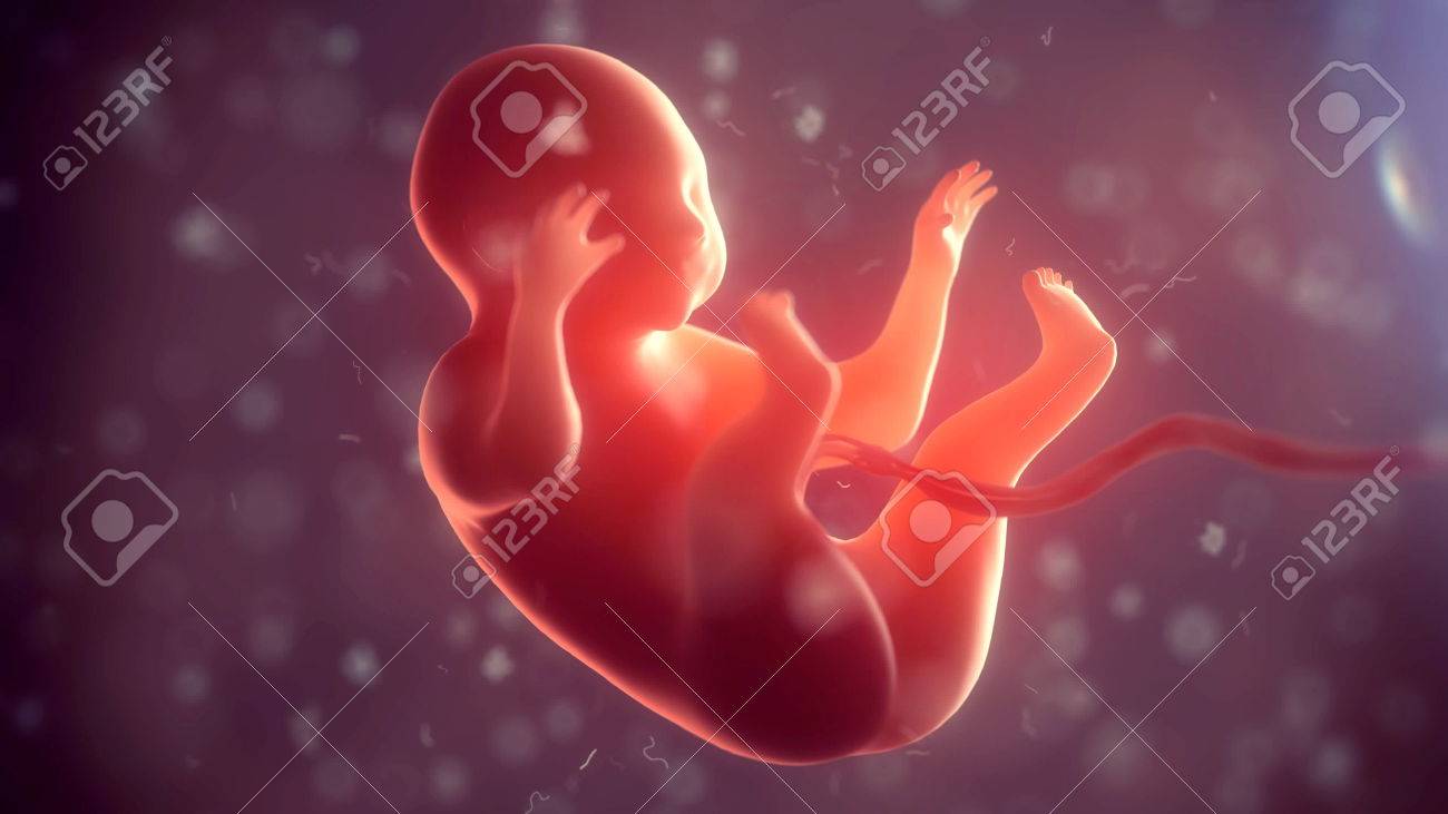 Human embryo inside body. 3d illustration - 78008970 Human embryo inside body. 3d illustration - 78008970