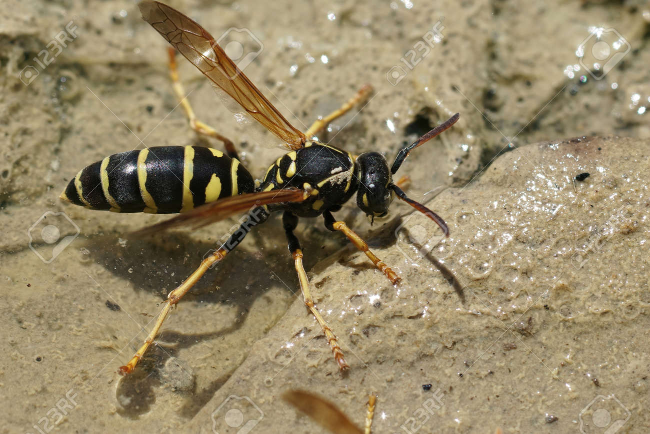 雨の後の夏の水たまりで飲んでいる黄色と黒のフランスのアシナガバチ