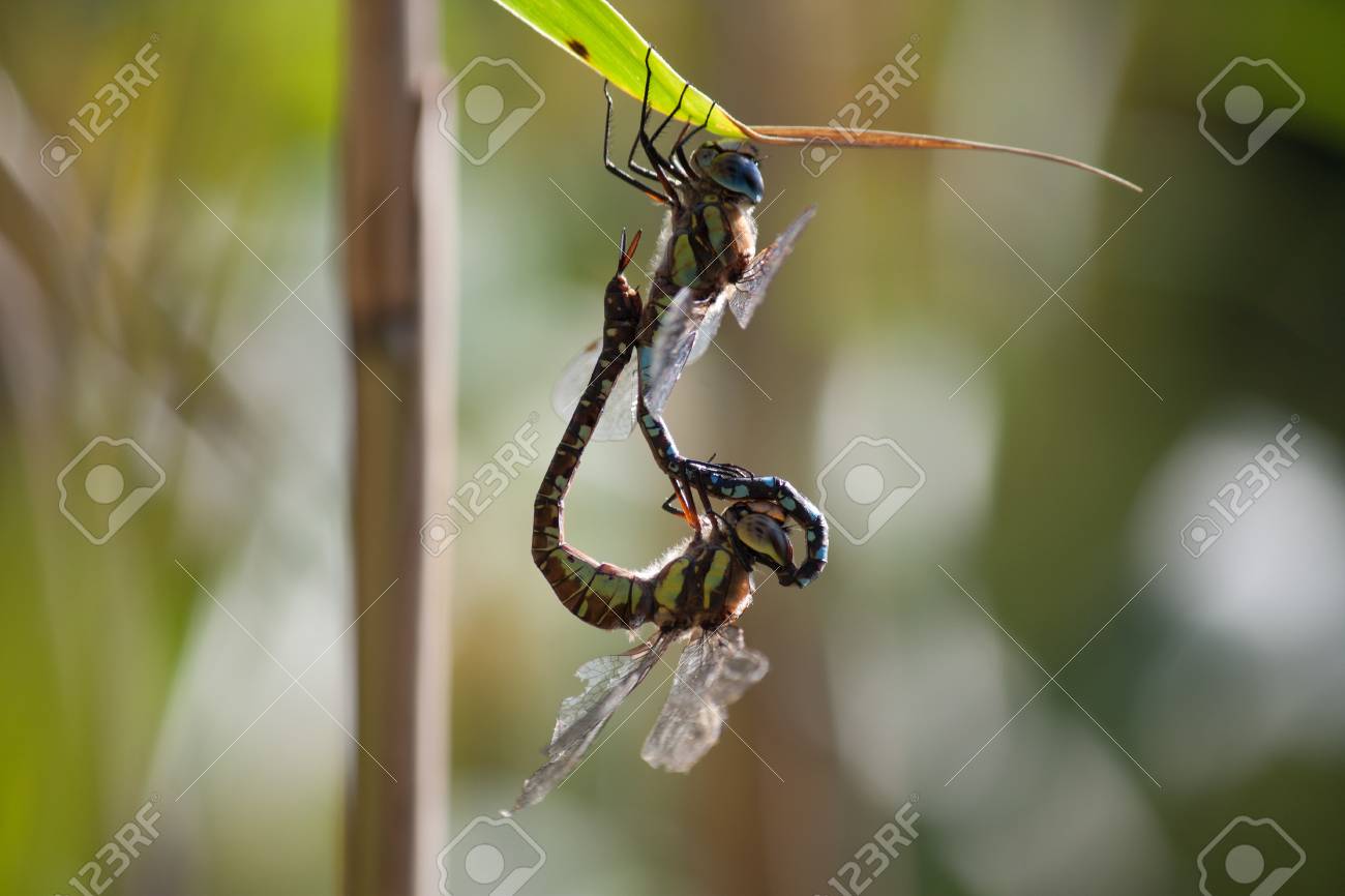2匹のトンボが交尾の写真素材・画像素材 Image 91132506
