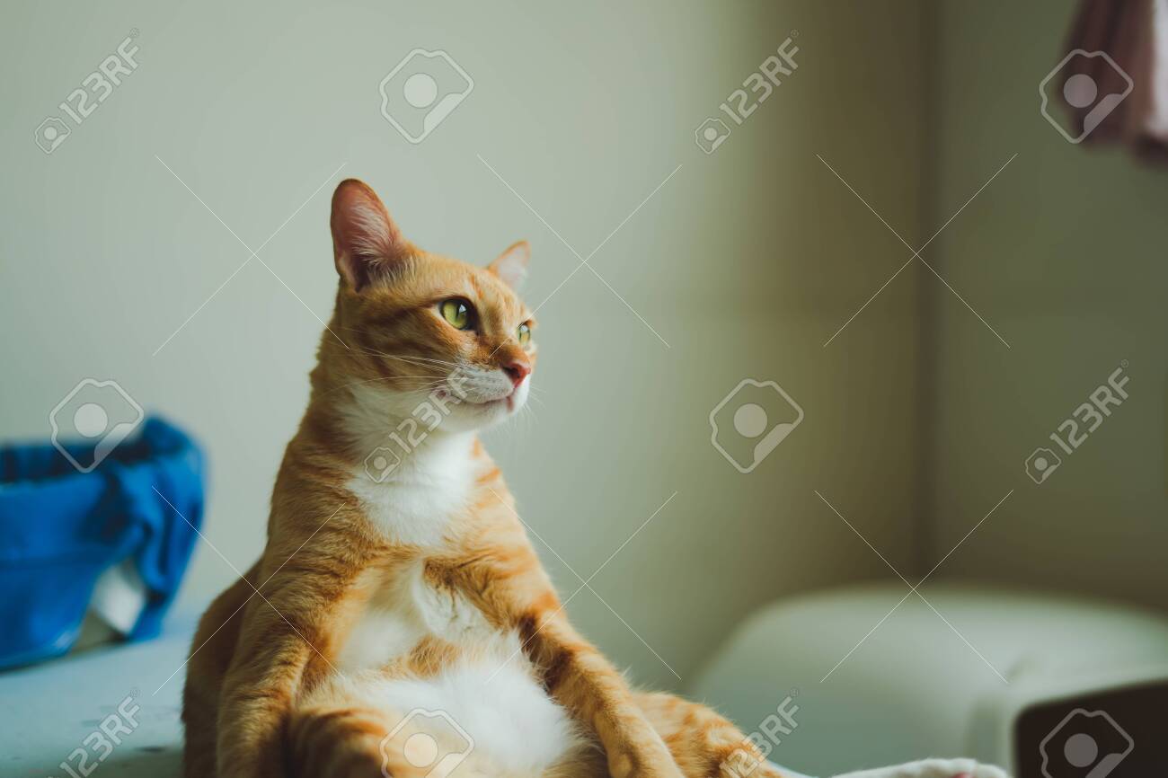 Beautiful Cute Cat Sitting On Bed With Interesting Something Stock Photo Picture And Royalty Free Image Image 120701382