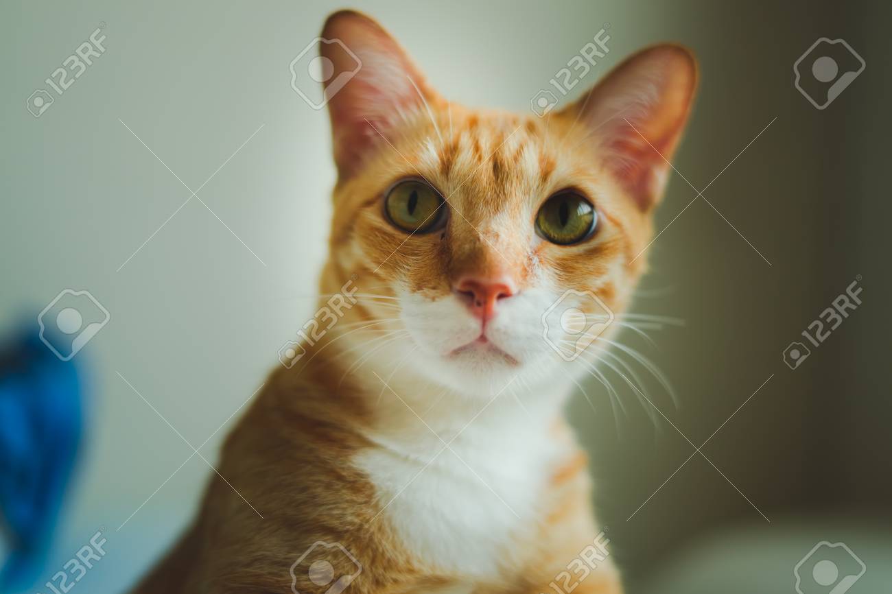 Beautiful Cute Cat Sitting On Bed With Interesting Something Stock Photo Picture And Royalty Free Image Image 120701386
