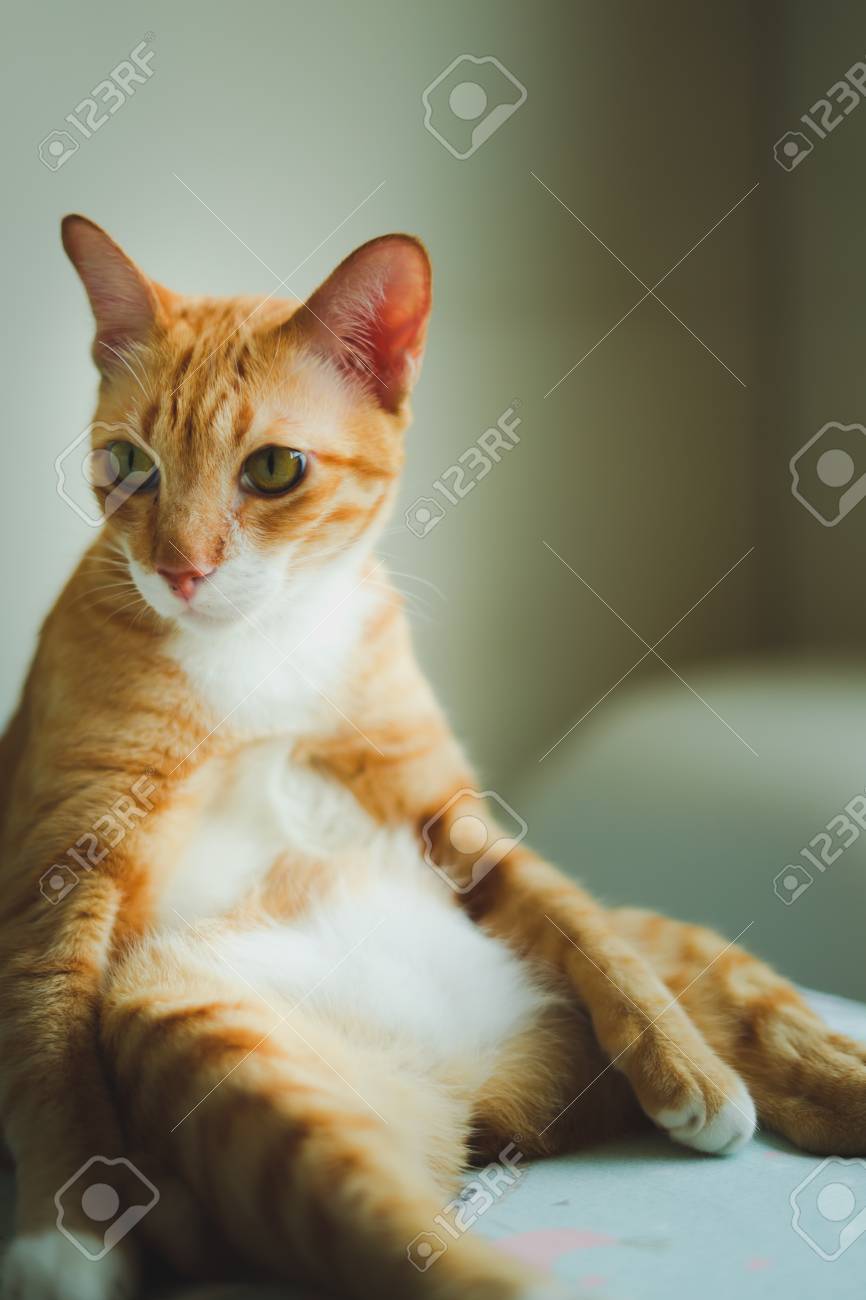 Beautiful Cute Cat Sitting On Bed With Interesting Something Stock Photo Picture And Royalty Free Image Image 120701423