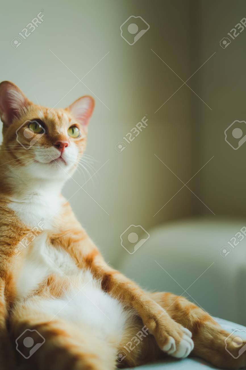 Beautiful Cute Cat Sitting On Bed With Interesting Something Stock Photo Picture And Royalty Free Image Image 120701428