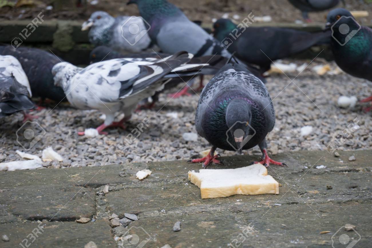 Pigeon diet plan Pigeon diet plan
