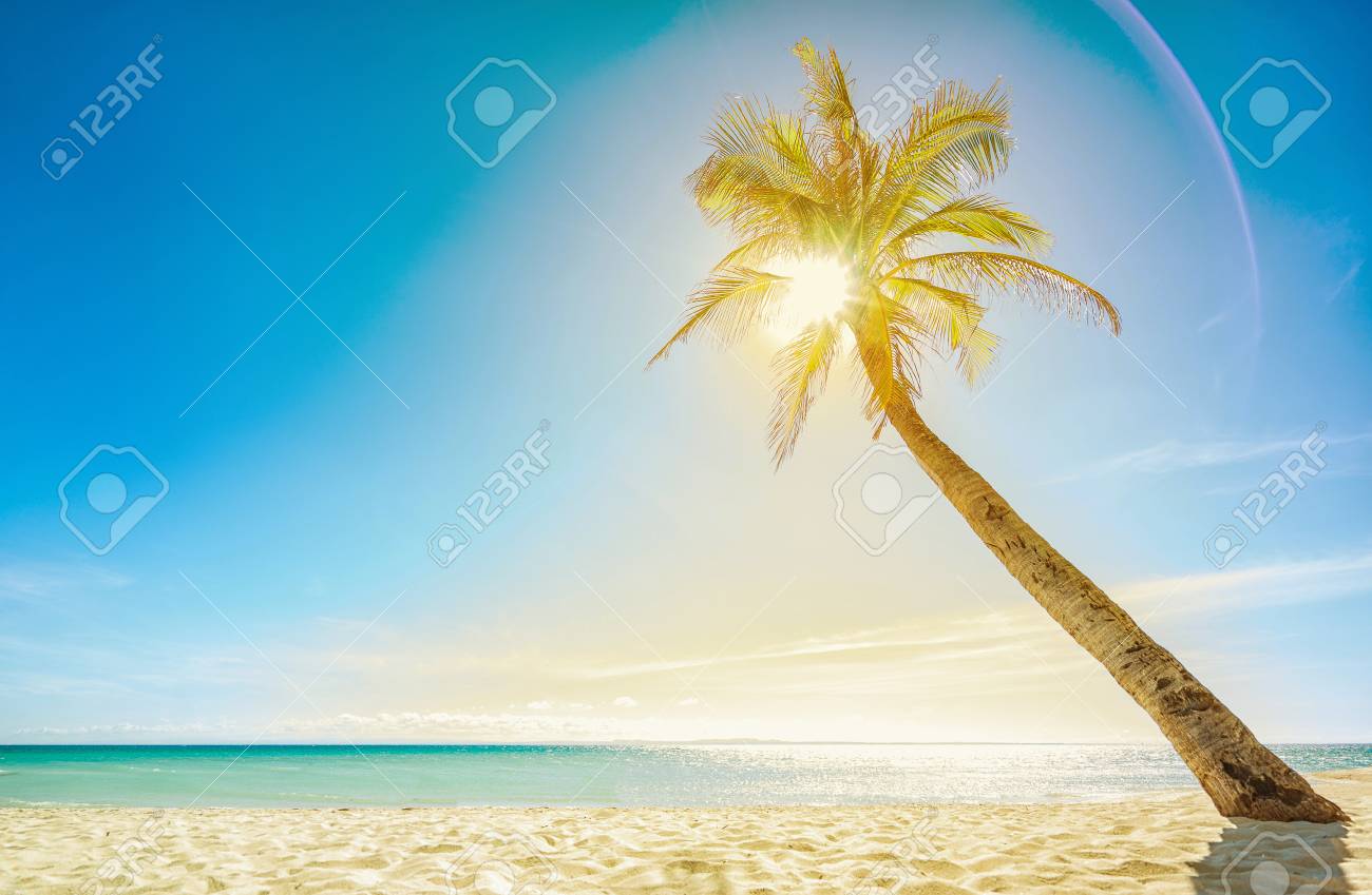 Fondo De Pantalla: Hermosa Y Vacía Playa, Sol Y Palma. Fotos, Retratos, Imágenes Y Fotografía De Archivo Libres De Derecho. Image 71388613. Fondo De Pantalla: Hermosa Y Vacía Playa, Sol Y Palma. Fotos, Retratos, Imágenes Y Fotografía De Archivo Libres De Derecho. Image 71388613.
