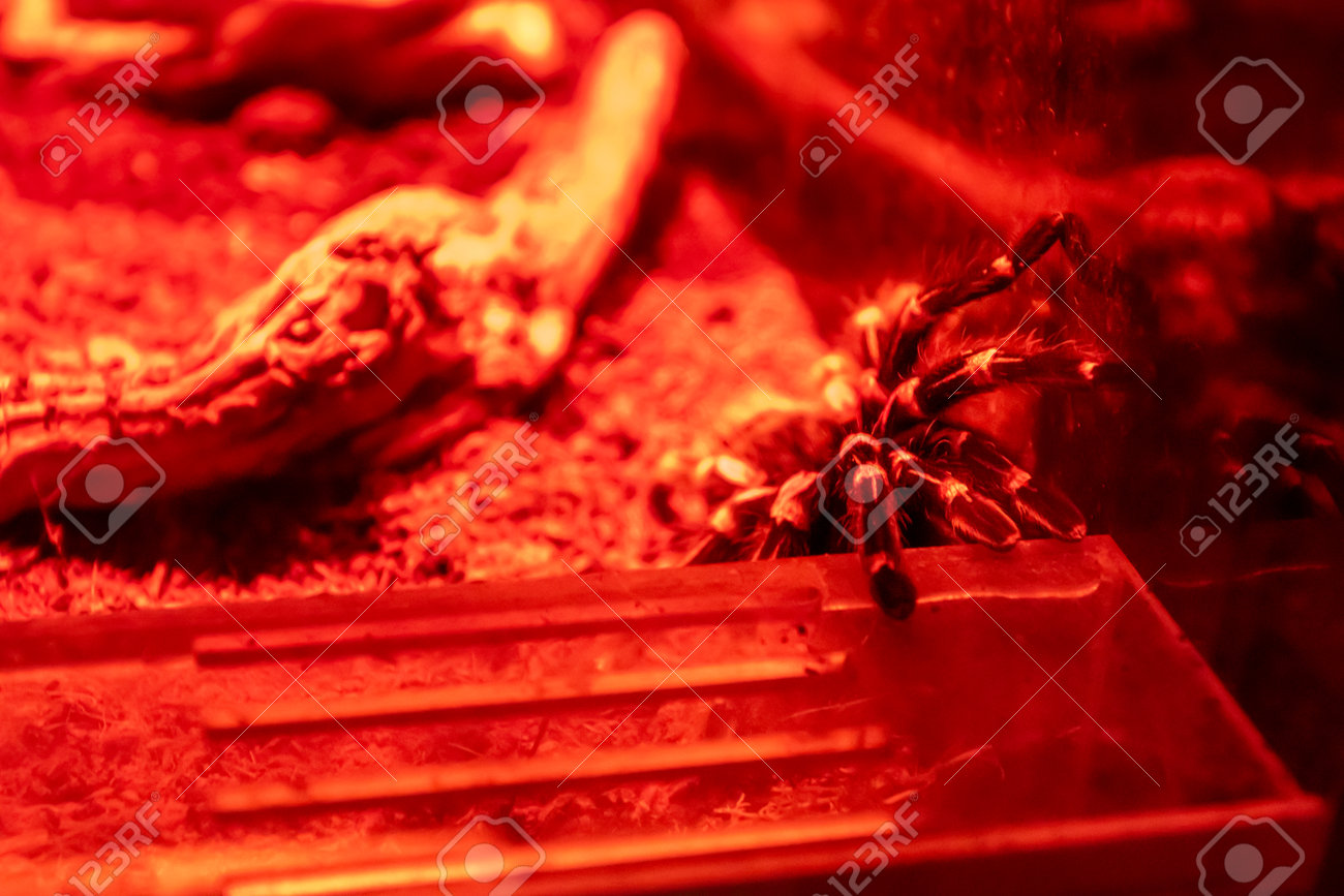 etiam-dictum-ipsum-a-felis