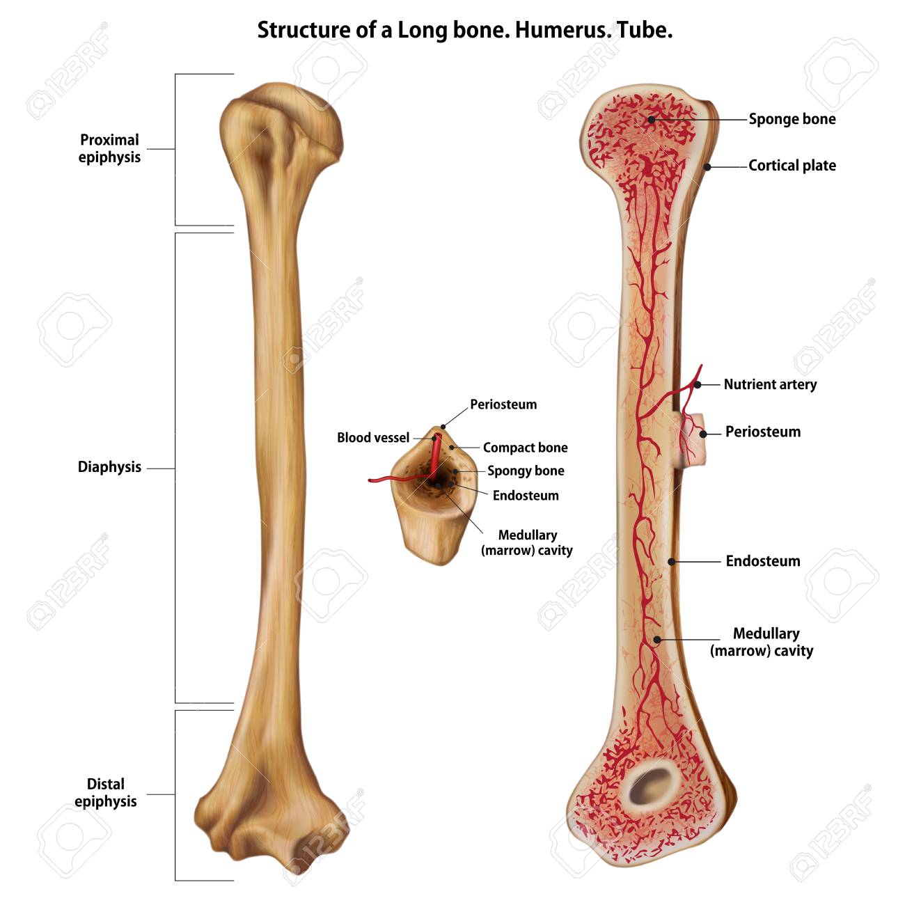 Layer Of A Long Bone Humerus Tube Royalty Free Cliparts Vectors And Stock Illustration Image 115190131