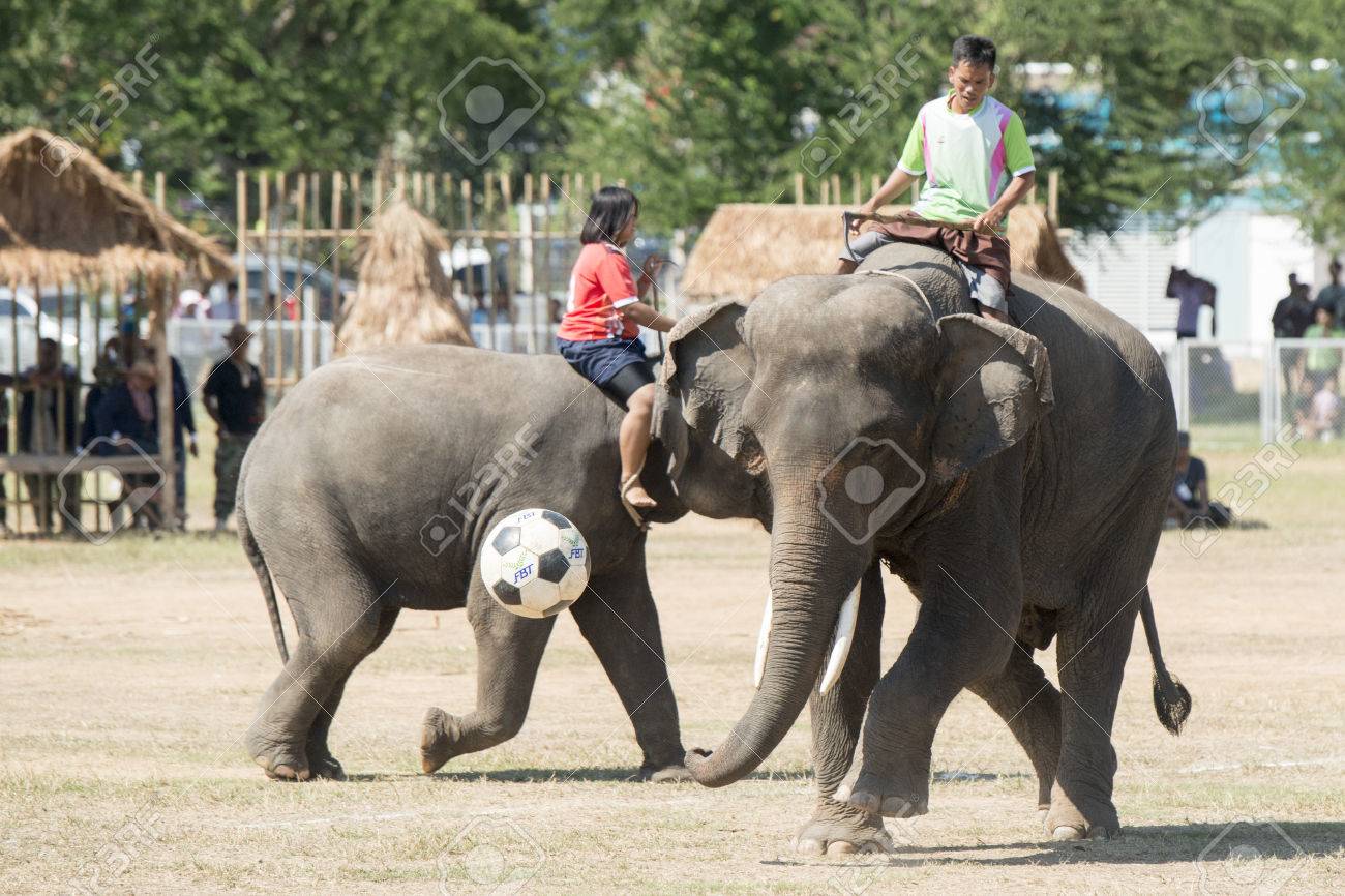 a elephant soccer game