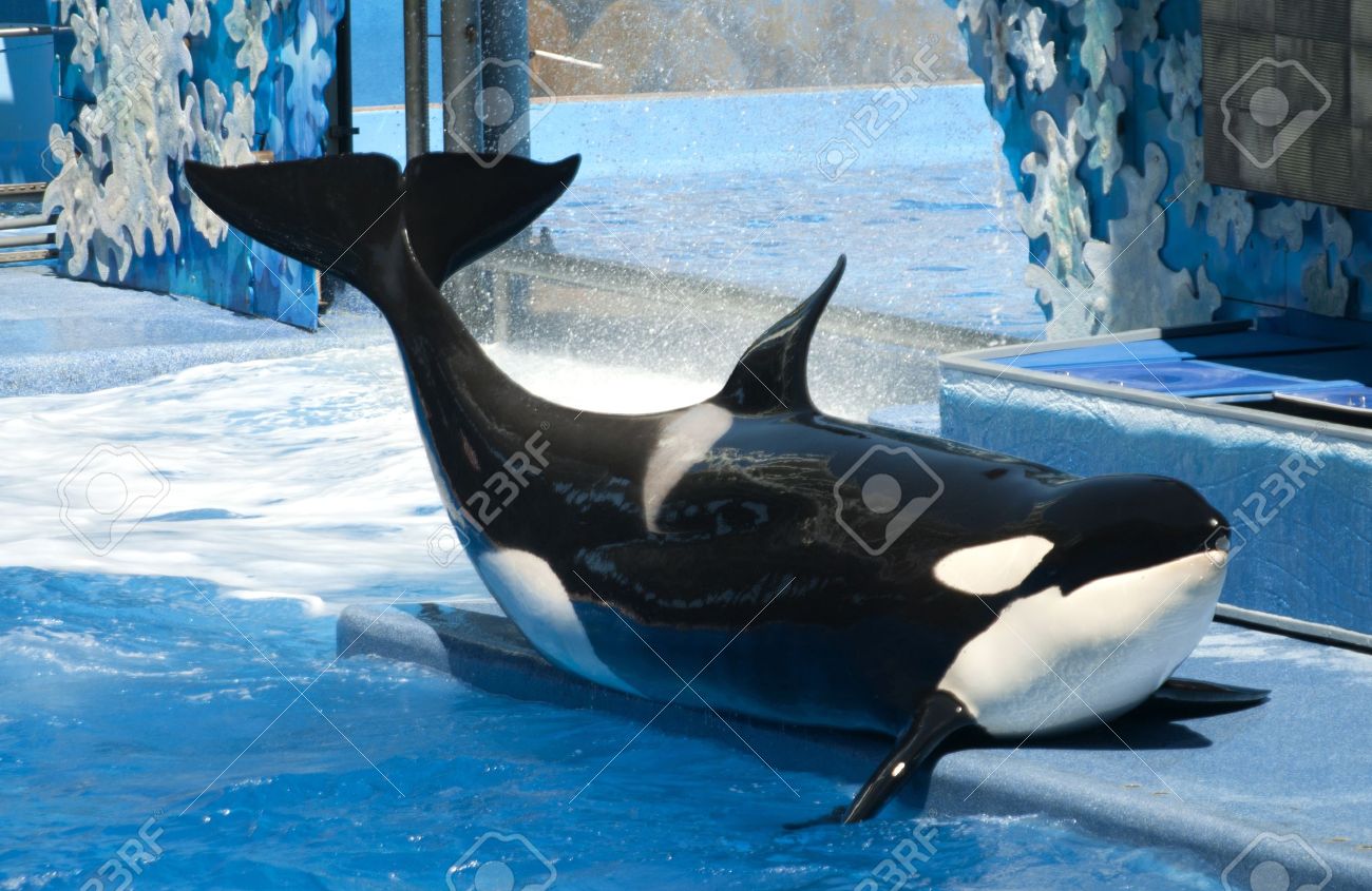 シーワールド フロリダ州 10 年 10 月 9 日にシャチ キラー クジラ シーワールド オーランドが訪れます以上し 600 万年 の写真素材 画像素材 Image