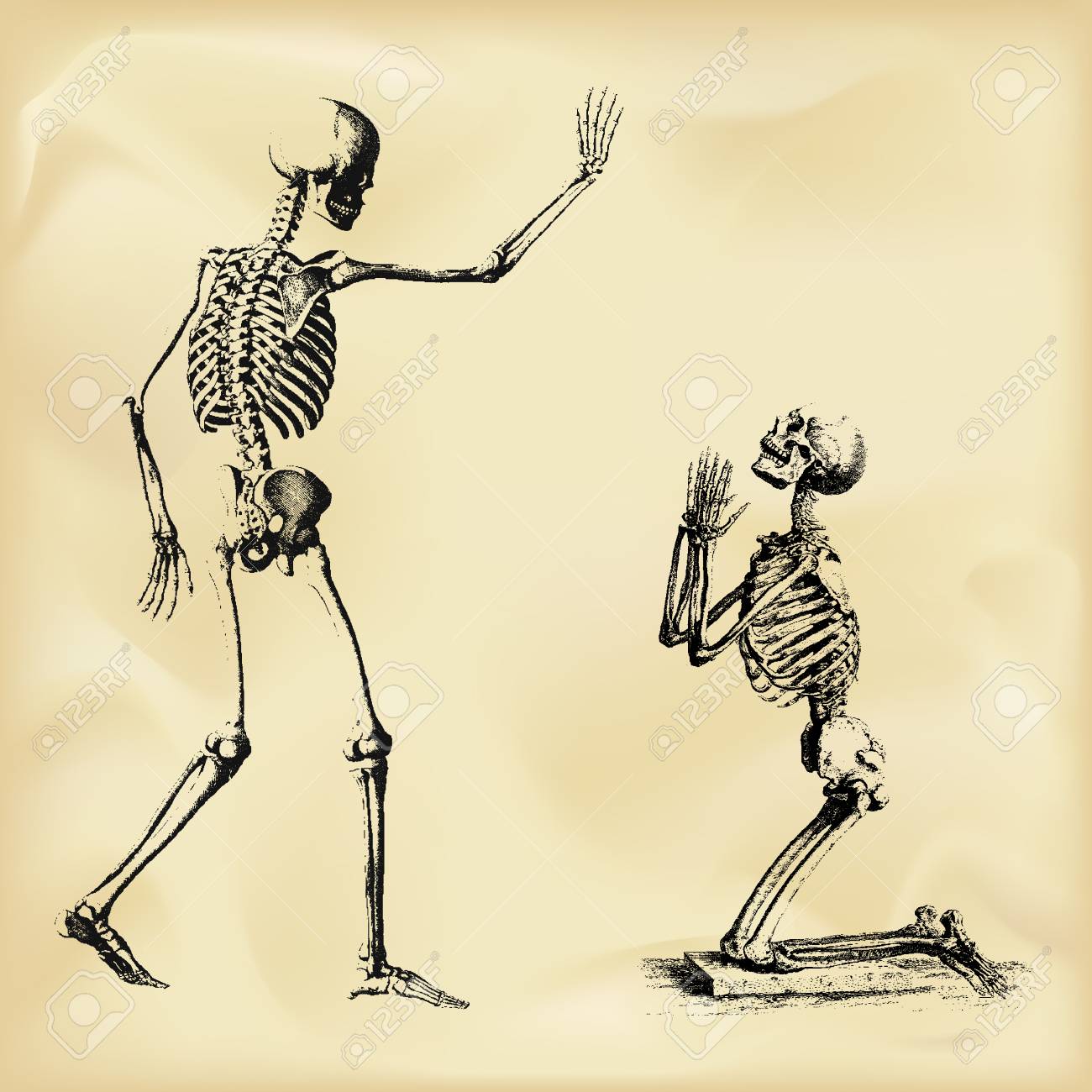 あなたのためのイラスト ユニーク解剖 図 フリー