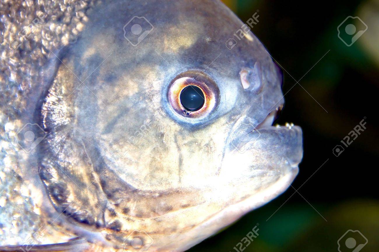 ピラニア 捕食魚の他の魚の動物を攻撃する南アメリカで発見 の写真素材 画像素材 Image