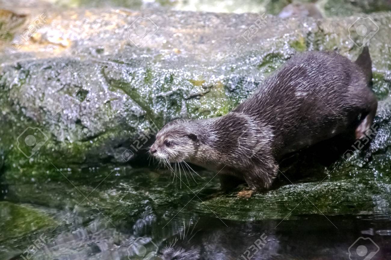 海の水族館 バンコク タイの水の近くのカワウソ グループ グループ の写真素材 画像素材 Image