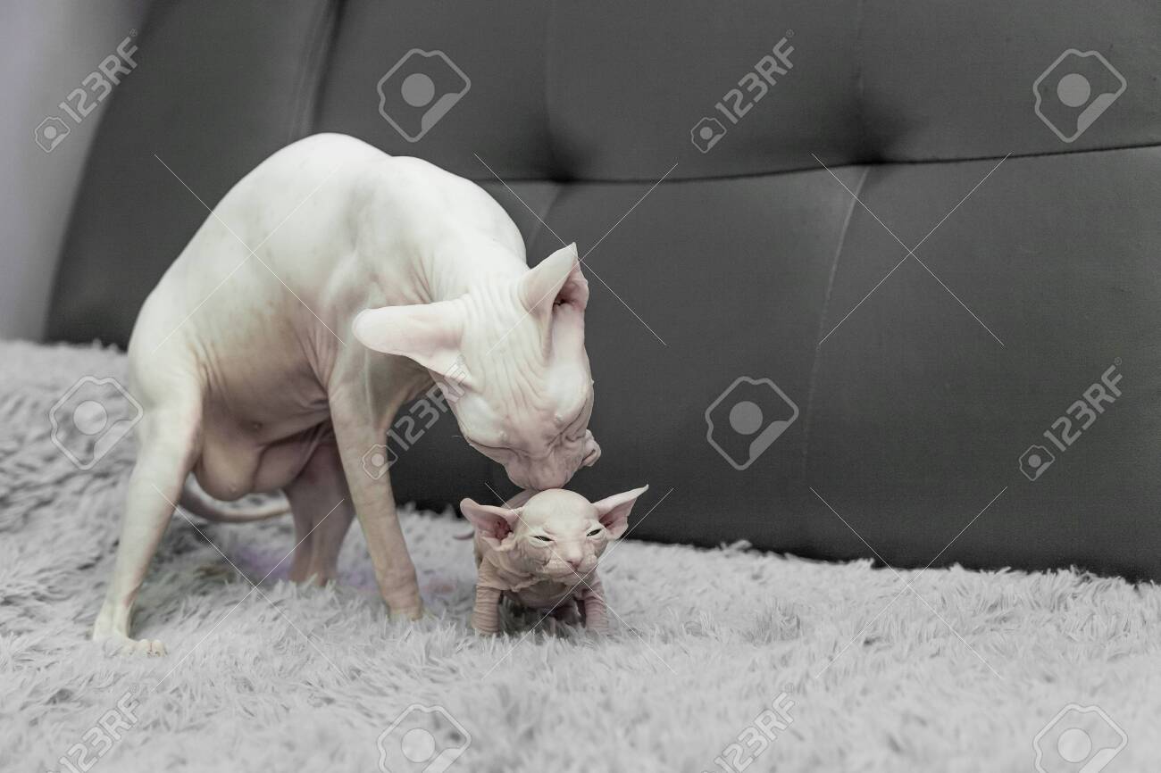 White Don Sphinx Cat Nursing And Taking Care Of Its White One Month Old Kitten On A Gray Leather Sofa Background Stock Photo Picture And Royalty Free Image Image 136173426