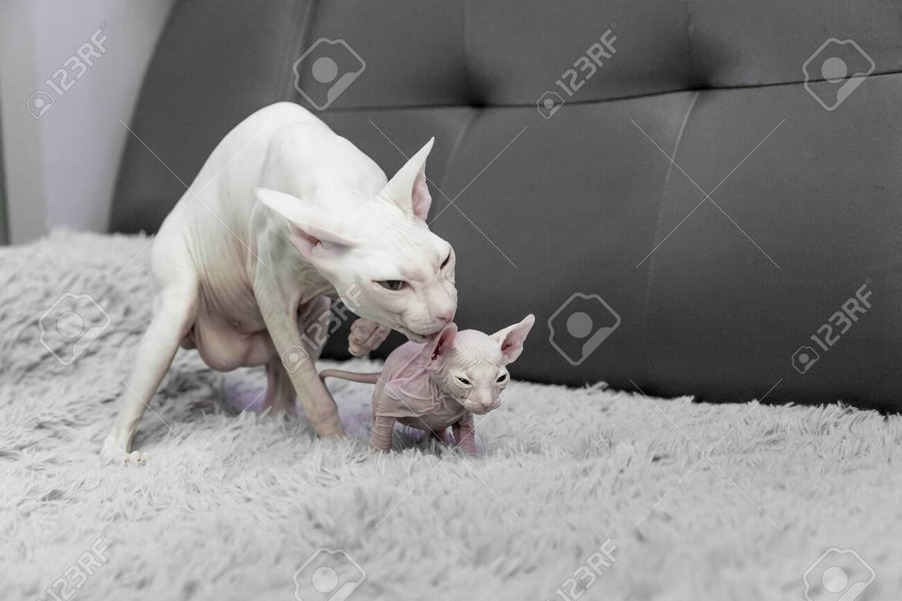 White Don Sphinx Cat Nursing And Taking Care Of Its White One Month Old Kitten On A Gray Leather Sofa Background Stock Photo Picture And Royalty Free Image Image 136173438