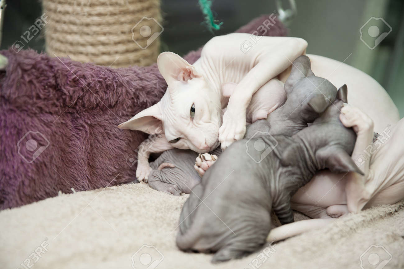 White Don Sphynx Cat Feeding Its Newborn Kittens Stock Photo Picture And Royalty Free Image Image 158966440