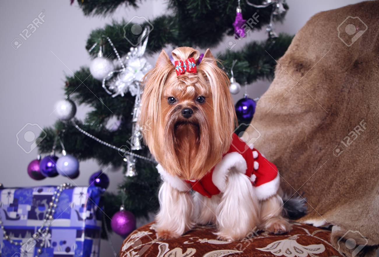 new yorkshire terrier