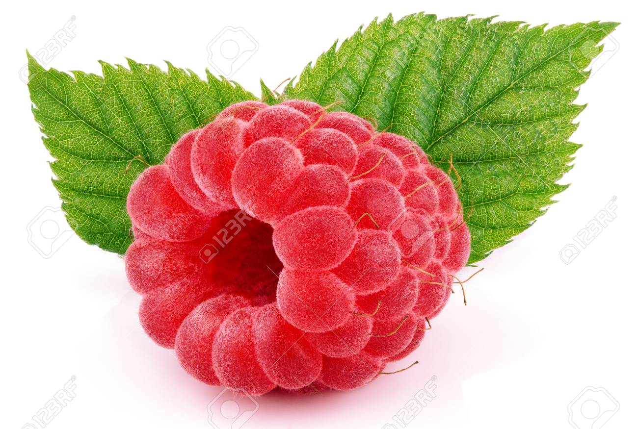 Single Raspberry Berry Fruit With Green Raspberry Leaves Isolated On White  Background Stock Photo, Picture and Royalty Free Image. Image 84336736.