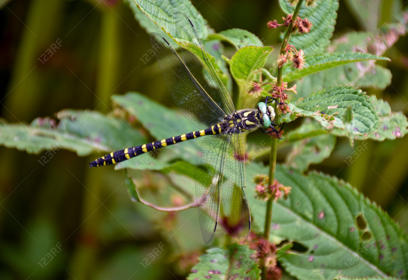 etiam-dictum-ipsum-a-felis