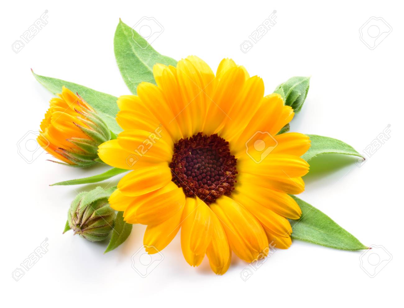 カレンデュラ 花の芽と葉を白で隔離 の写真素材 画像素材 Image カレンデュラ 花の芽と葉を白で隔離 の写真素材 画像素材 Image