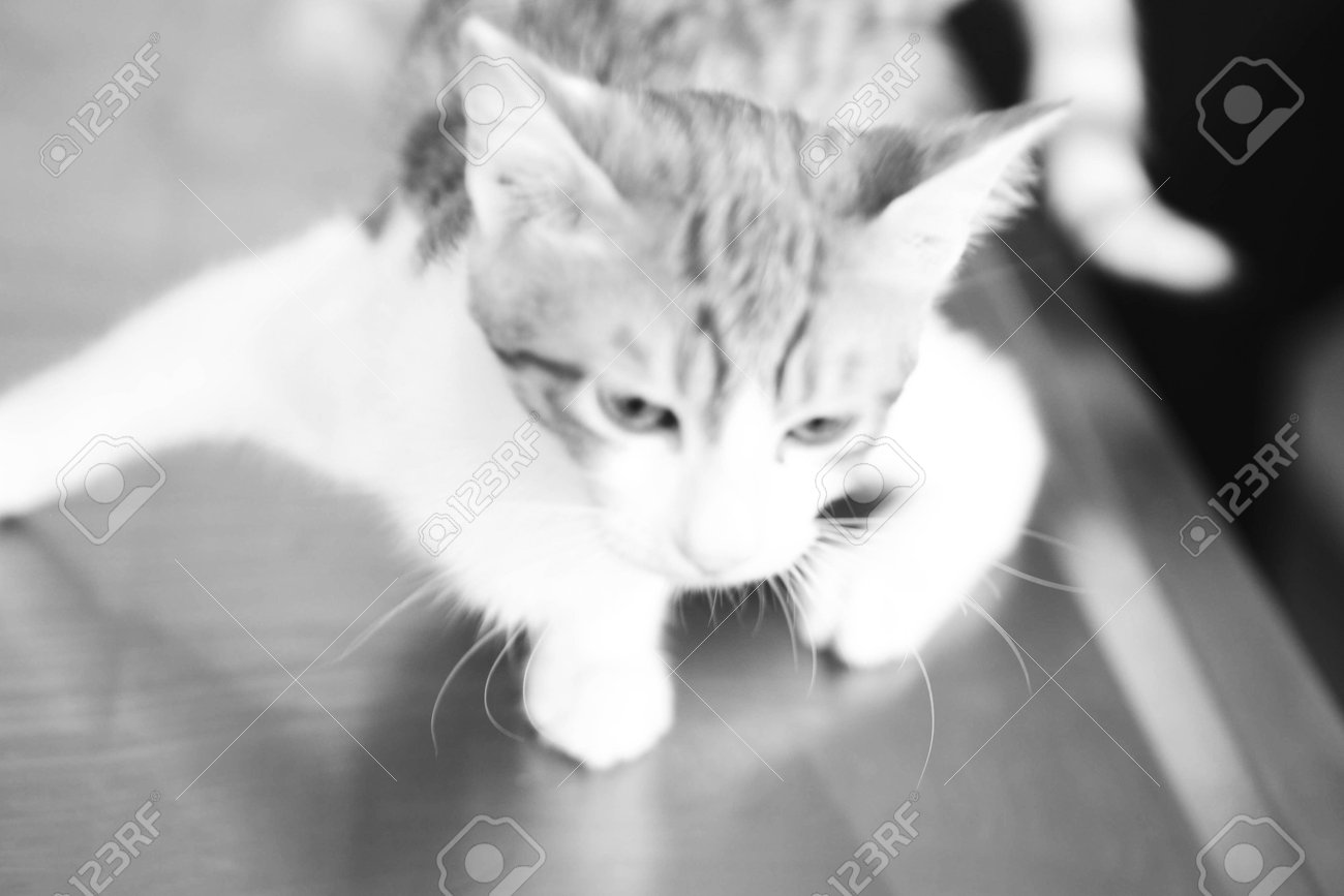 etiam-dictum-ipsum-a-felis