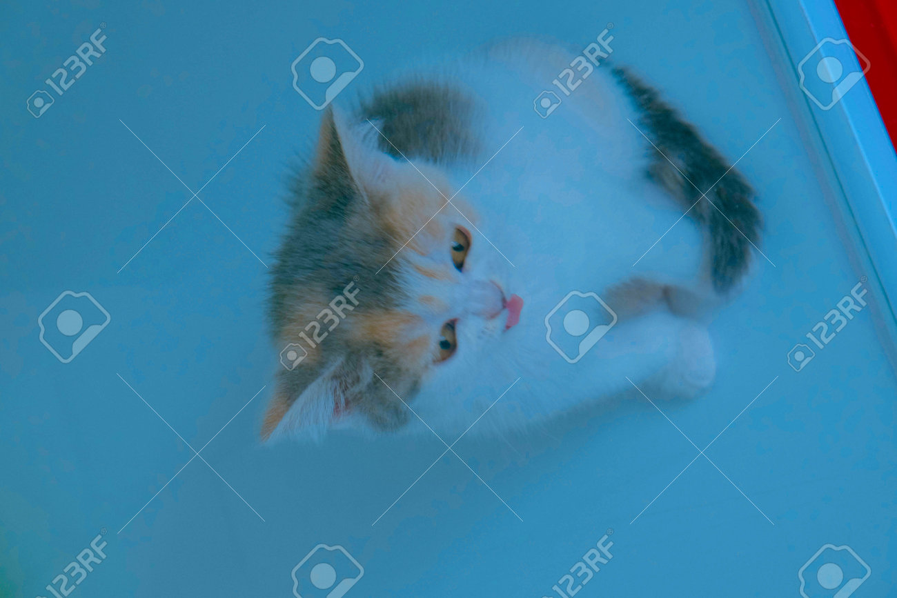 etiam-dictum-ipsum-a-felis