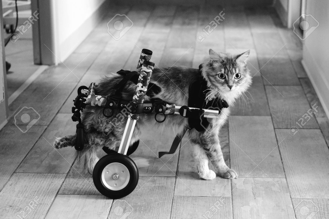 etiam-dictum-ipsum-a-felis