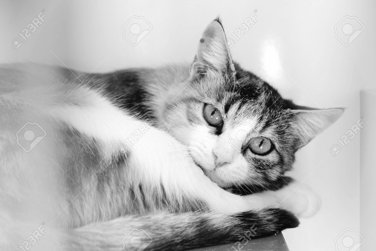 etiam-dictum-ipsum-a-felis