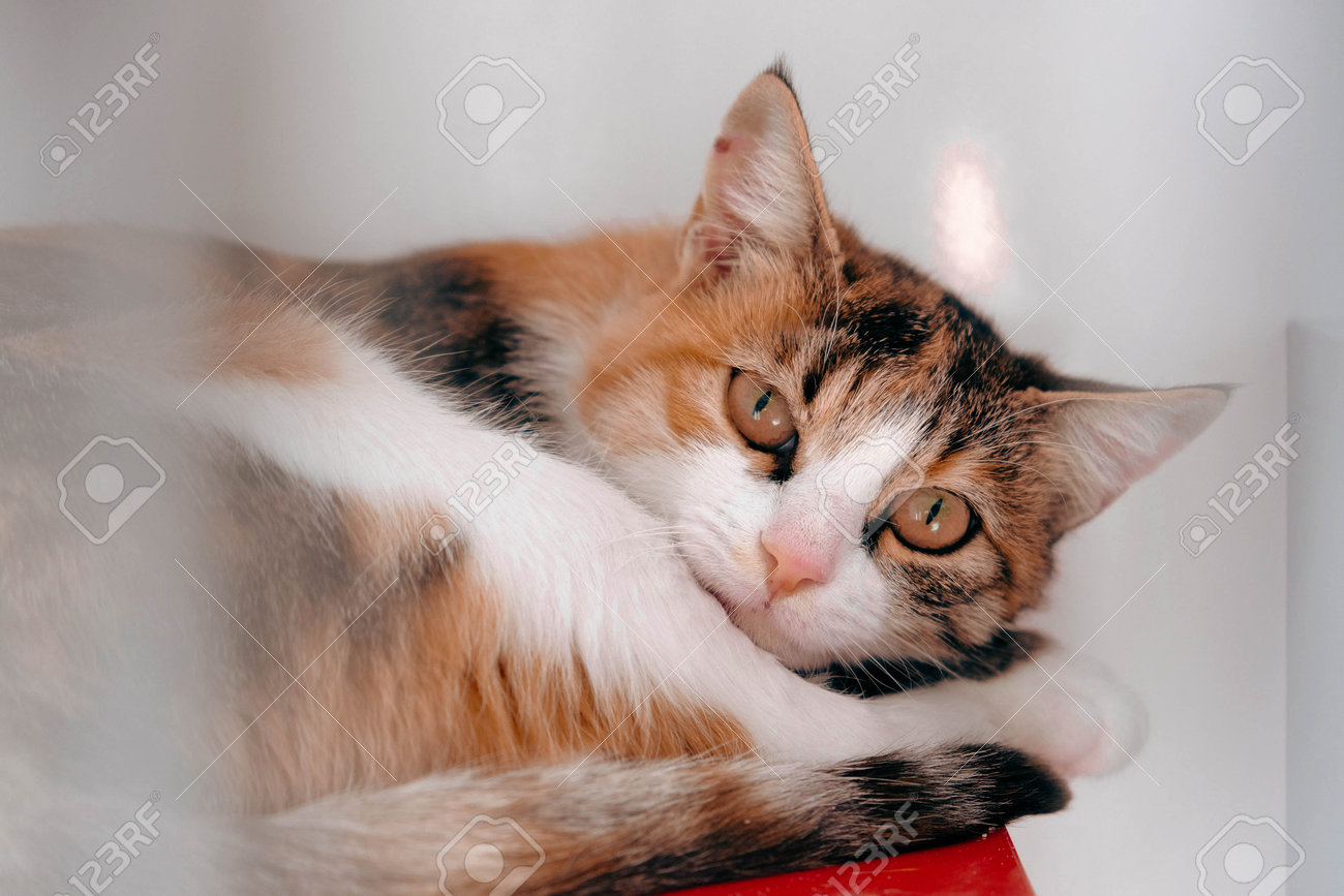 etiam-dictum-ipsum-a-felis