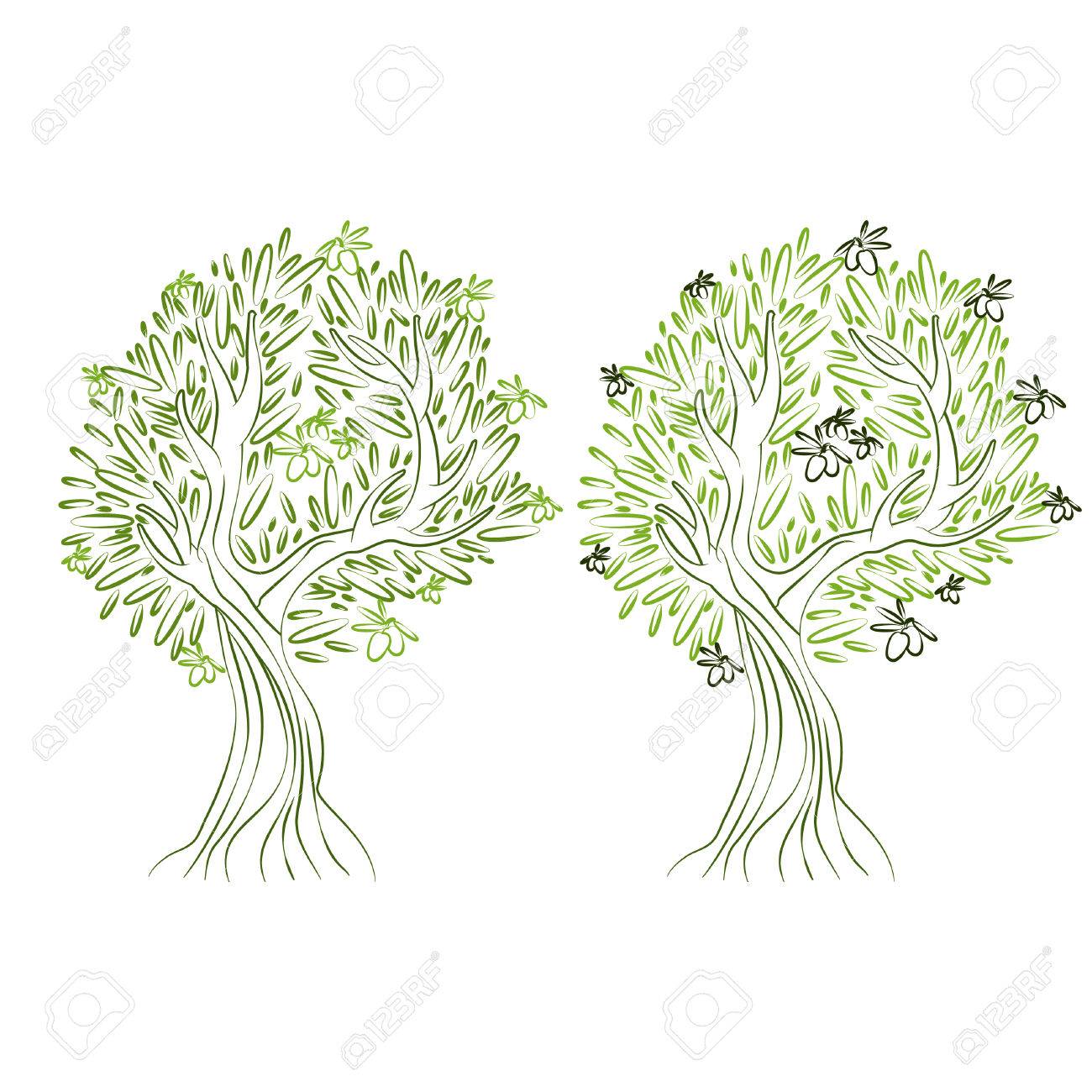 Illustration Of Olive Tree Vector Royalty Free Cliparts Vectors And Stock Illustration Image Illustration Of Olive Tree Vector Royalty Free Cliparts Vectors And Stock Illustration Image