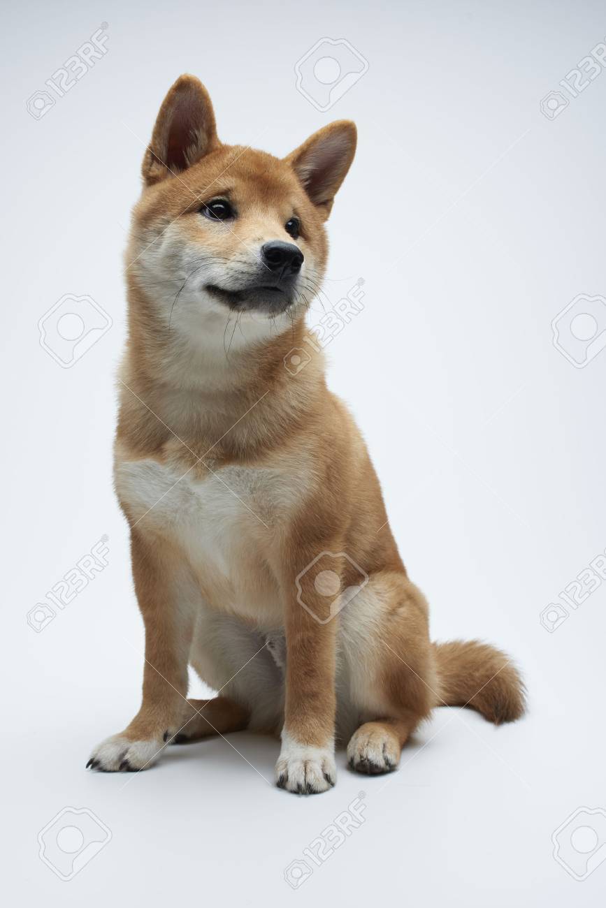 Cute Shiba Inu Puppy Sittiong On White Background Stock Photo Picture And Royalty Free Image Image