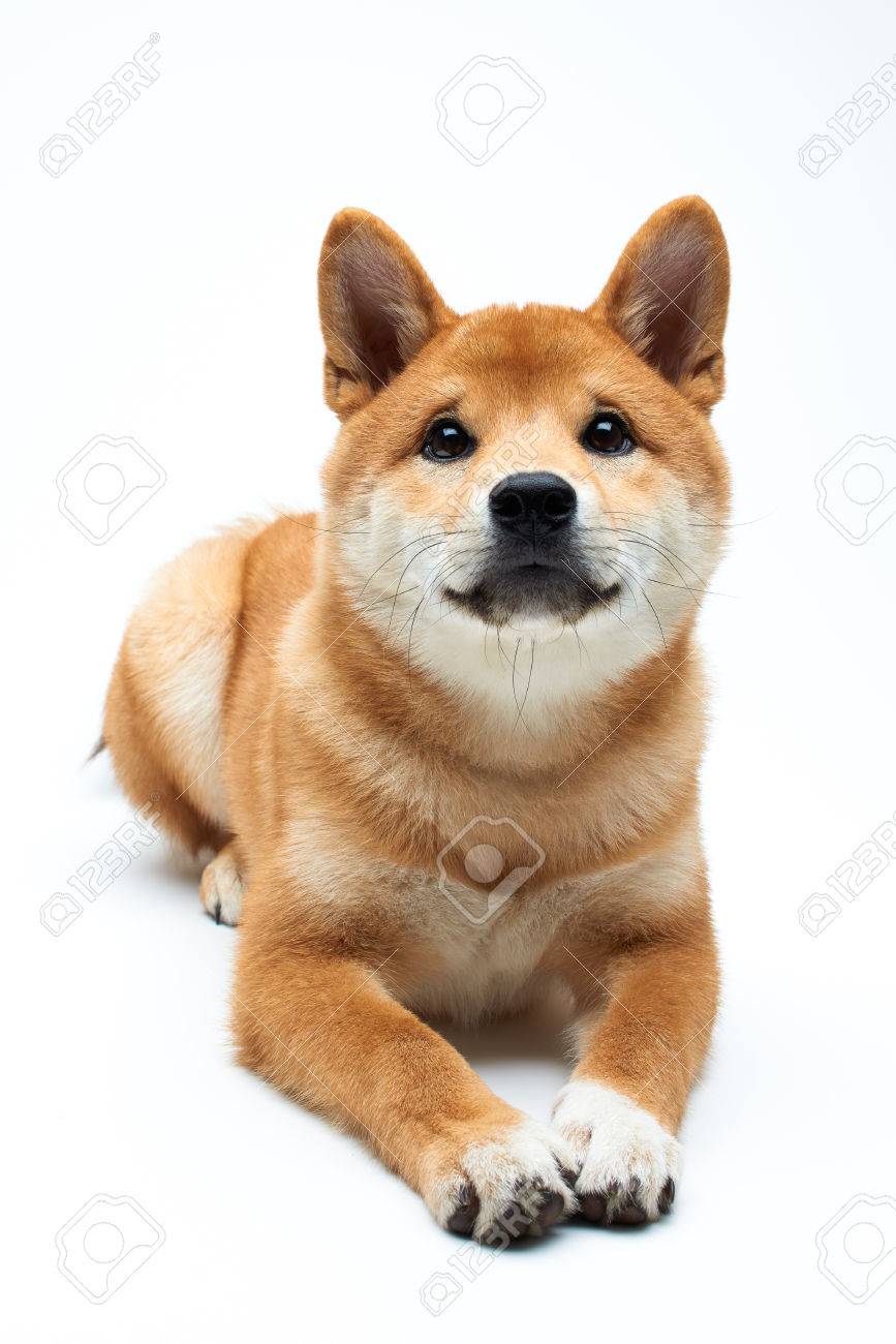 Cute And Adorable Shiba Inu Puppy On Pure White Background