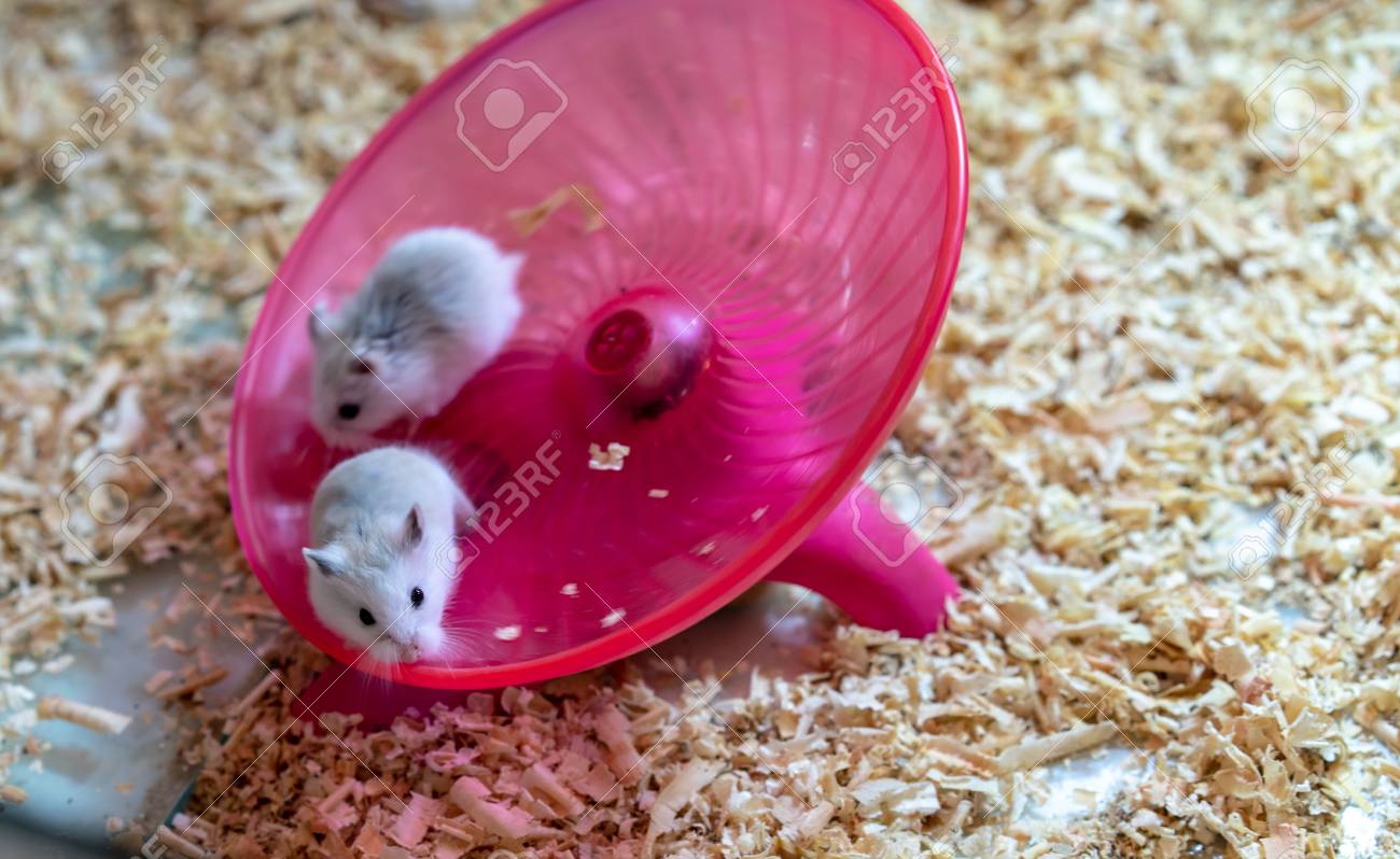 hamster saucer