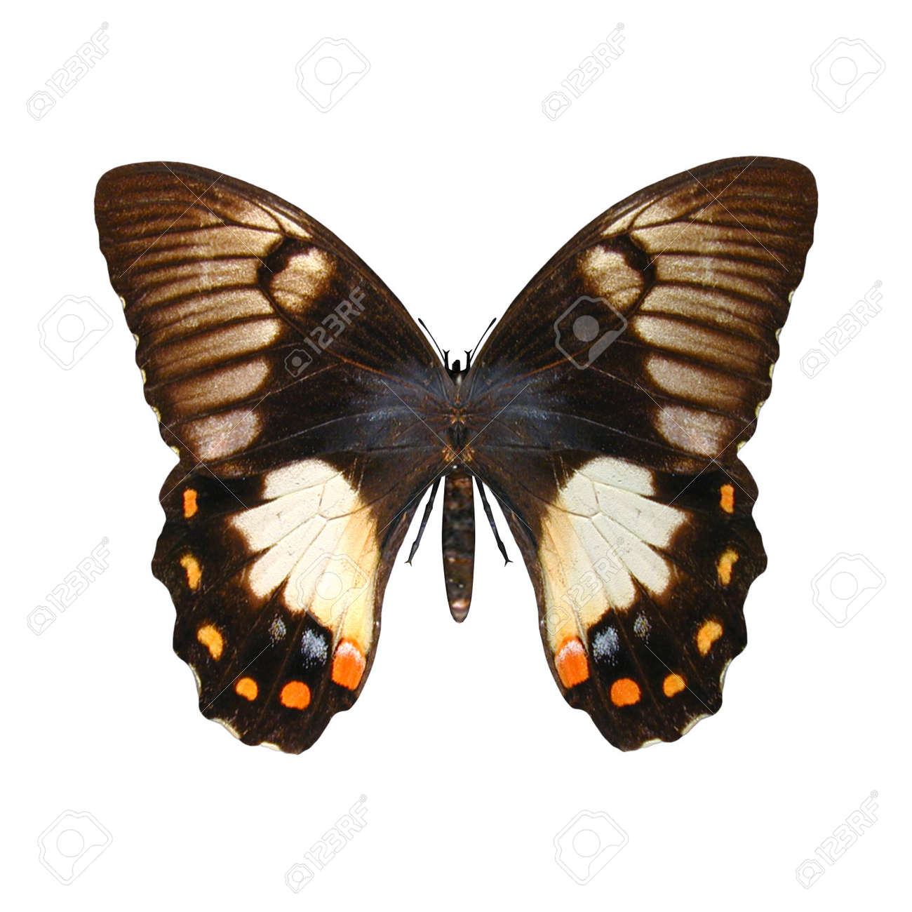 12eP05621E】☆希少☆蝶標本☆メスアカモンキアゲハ☆パプア