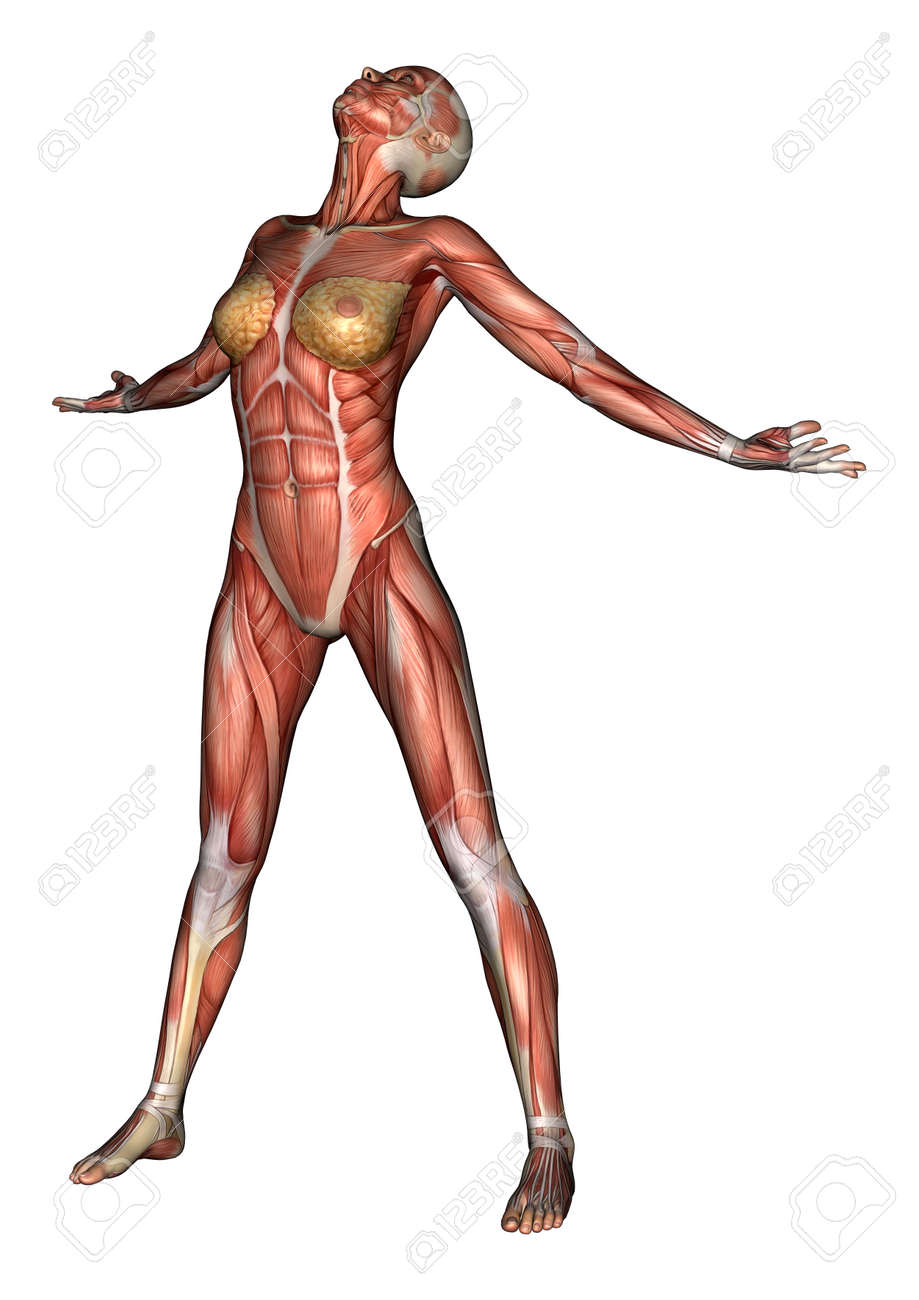 female anatomy