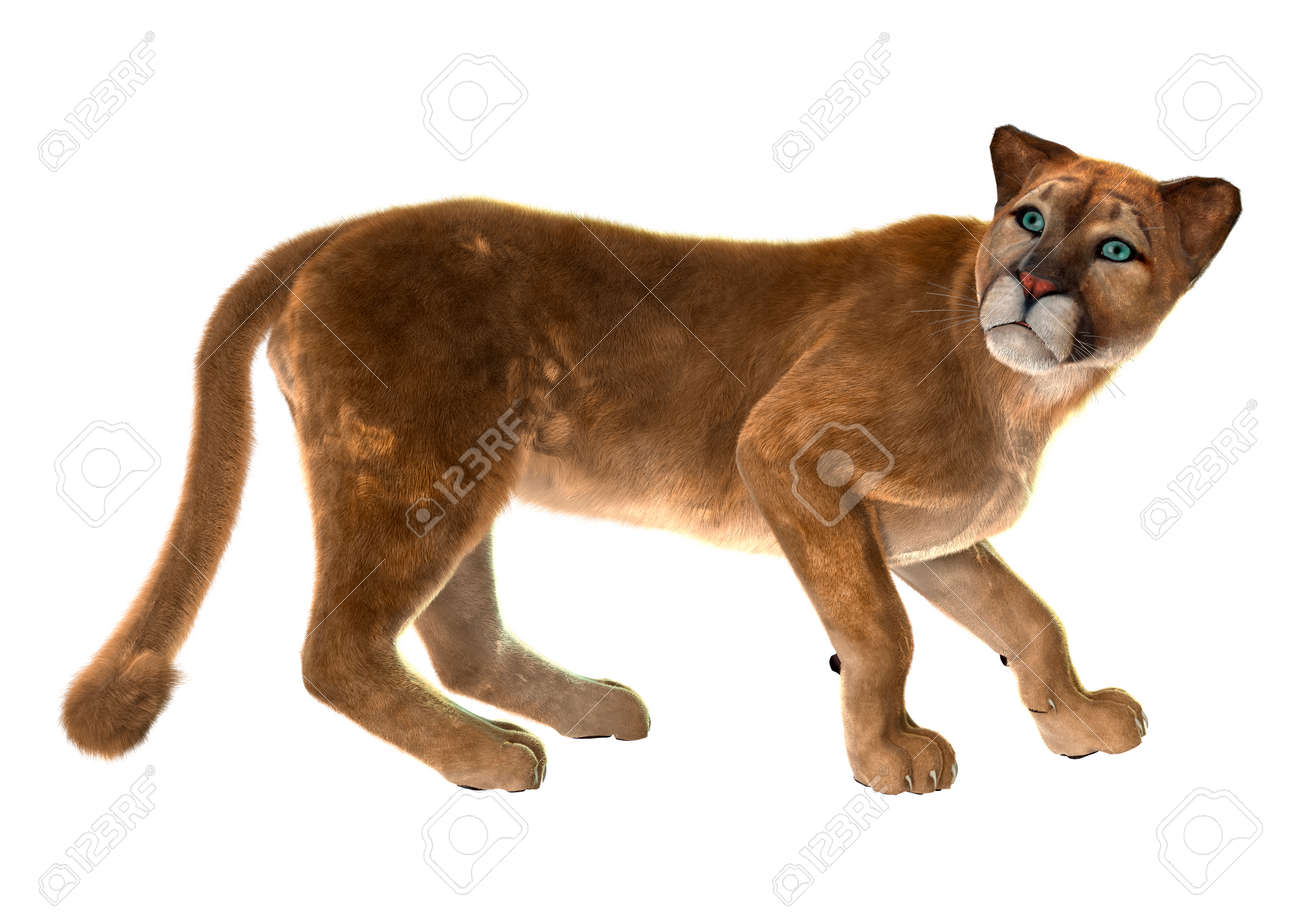 un puma un puma