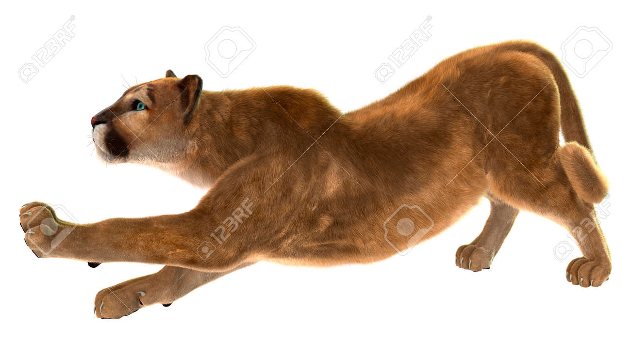 puma fauve puma fauve