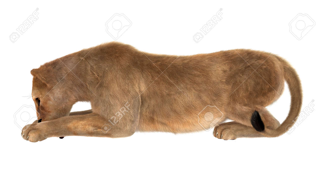 female lion stuffed animal