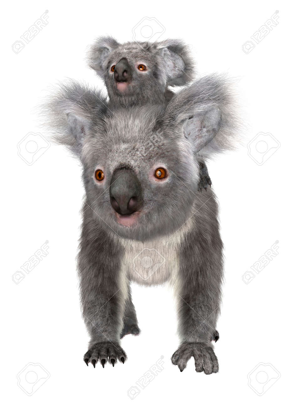 Numerique 3d Rendent D Un Australian Koala Bebe Mignon Portant Isole Sur Fond Blanc Banque D Images Et Photos Libres De Droits Image