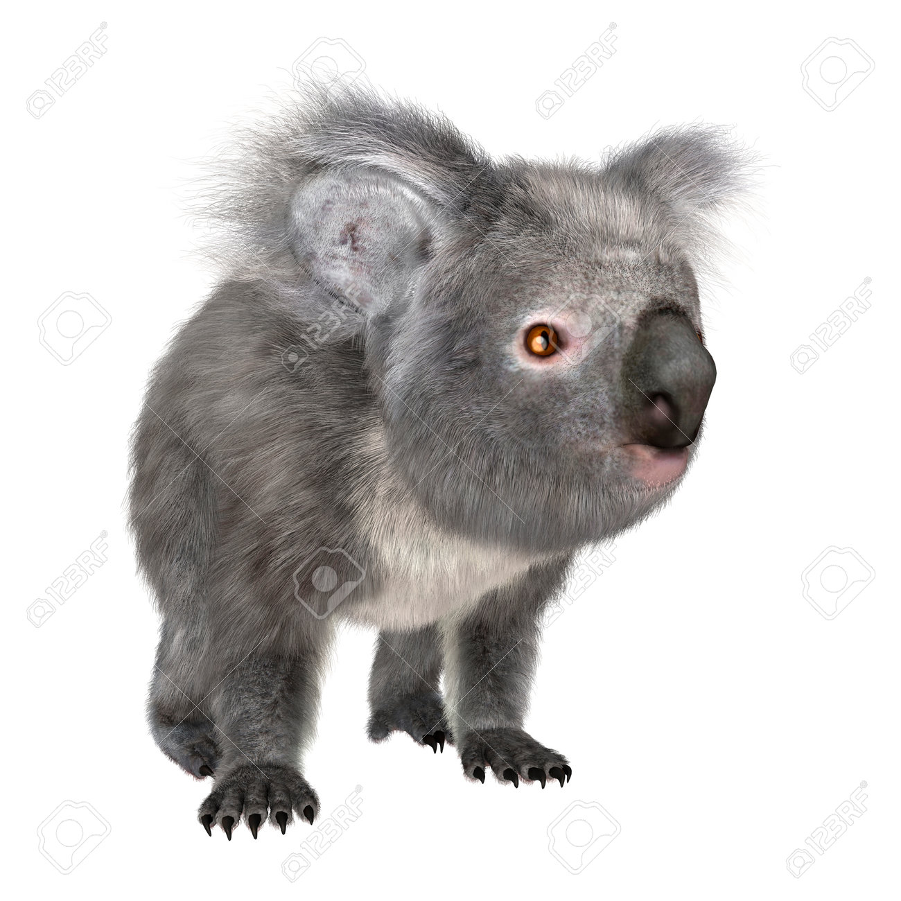 koala de peluche