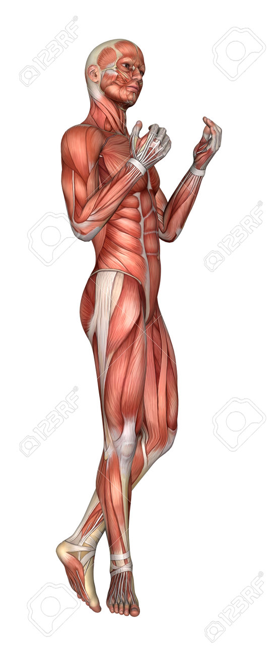 3d Rendering Of A Male Anatomy Figure With Muscles Map Isolated Stock Photo Picture And Royalty Free Image Image 63573689