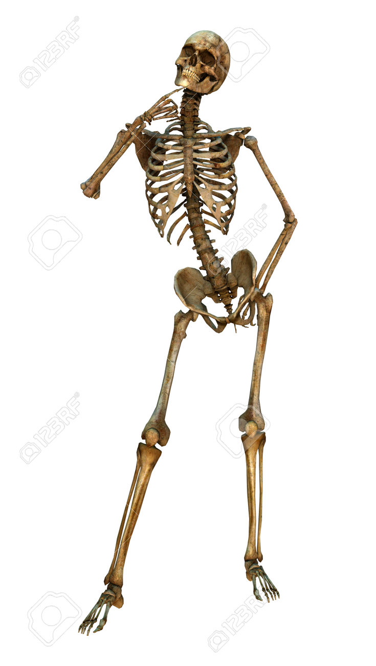 3d rendering of a human skeleton isolated on white background stock