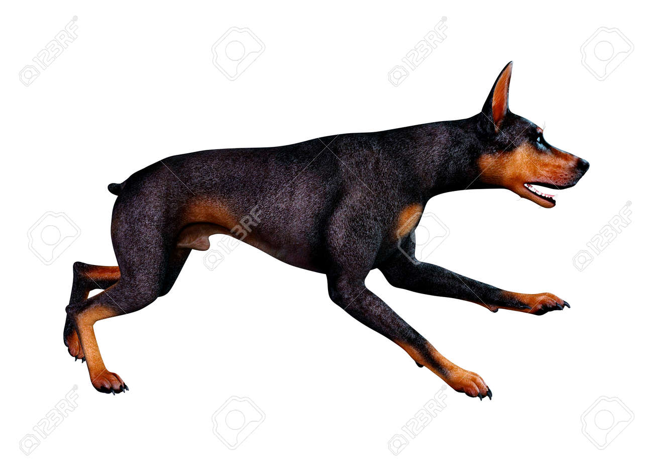 DOBERMAN PINSCHER DOG black