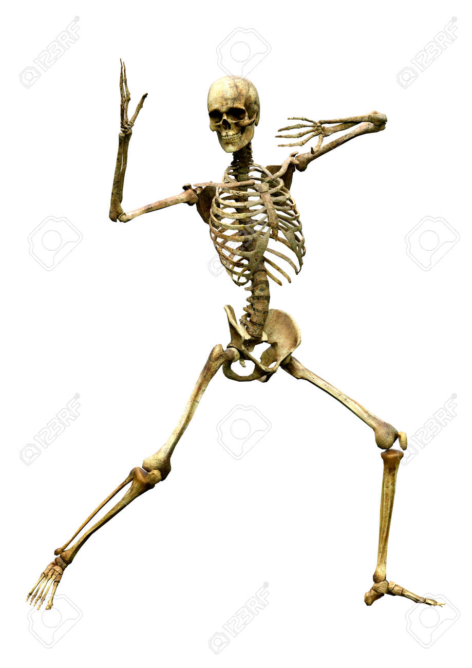 3D rendering of a human skeleton isolated on white background - 142289322 3D rendering of a human skeleton isolated on white background - 142289322