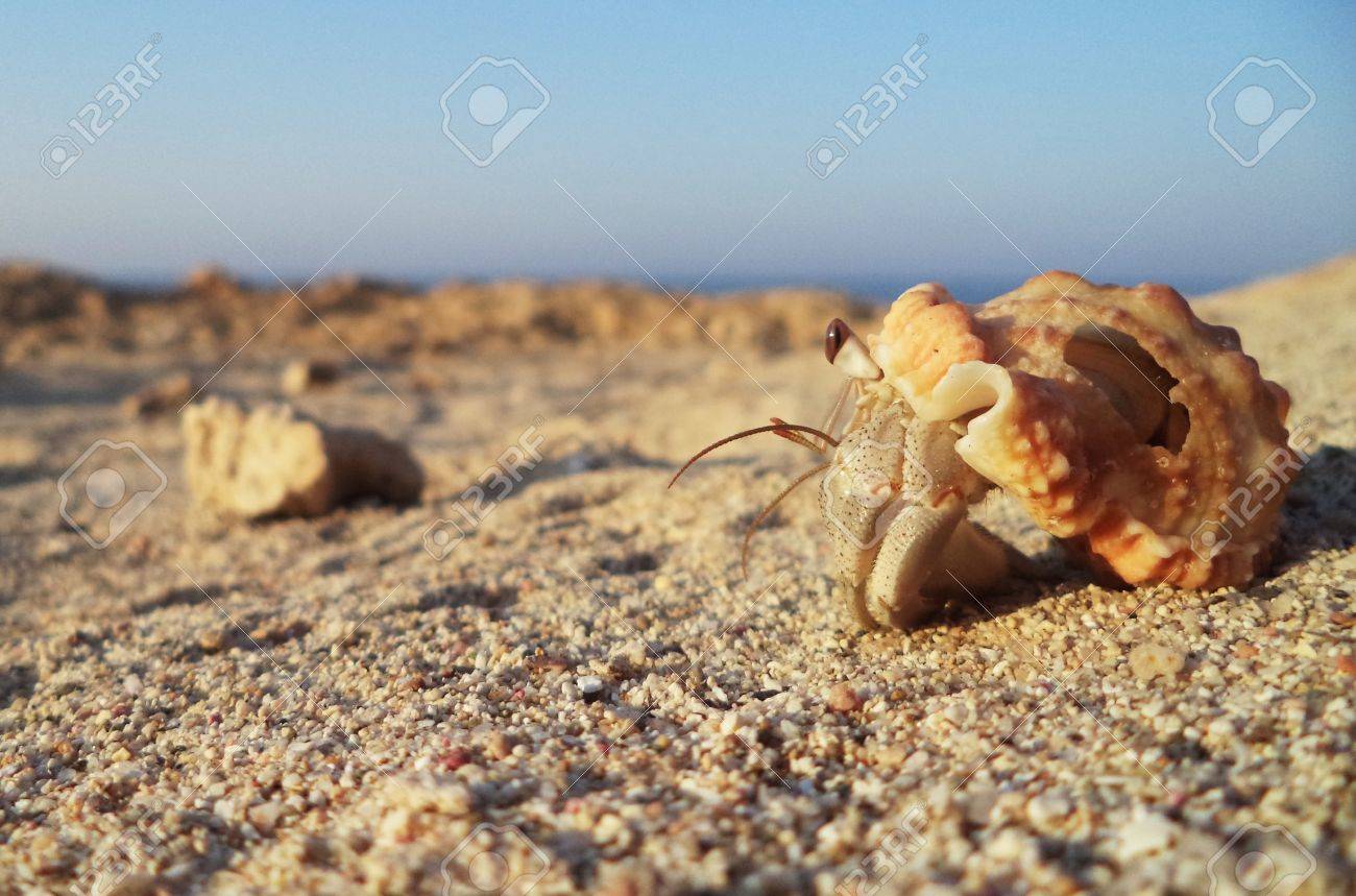 壊れた殻が背景に海と岩のビーチの上を歩くと大きなヤドカリ エジプト の写真素材 画像素材 Image
