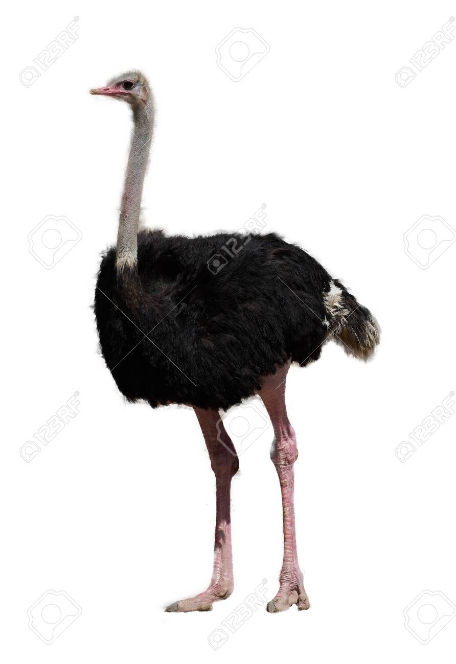 Ostrich in portrait full body side view on isolated white background - 135662095 Ostrich in portrait full body side view on isolated white background - 135662095