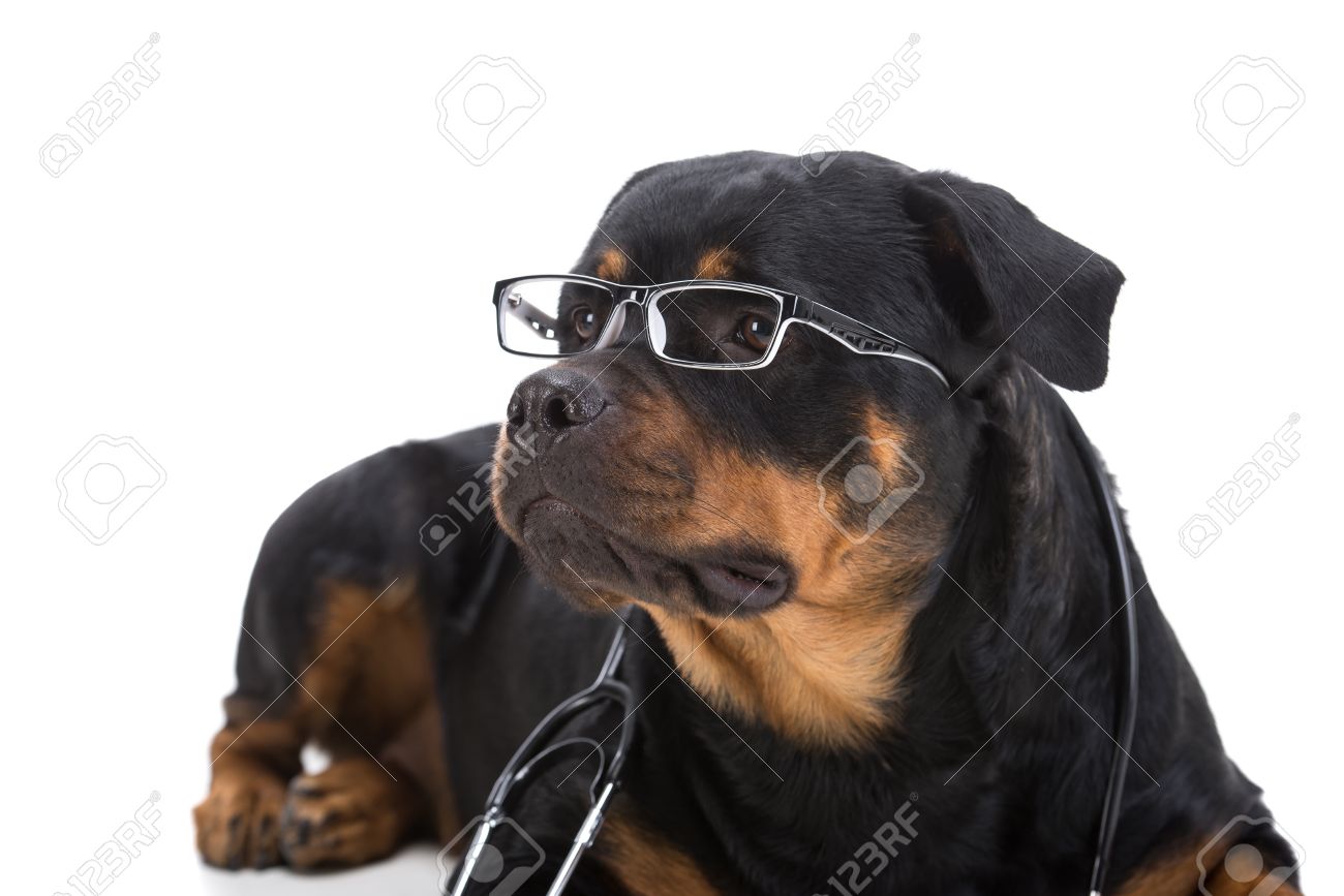rottweiler with sunglasses